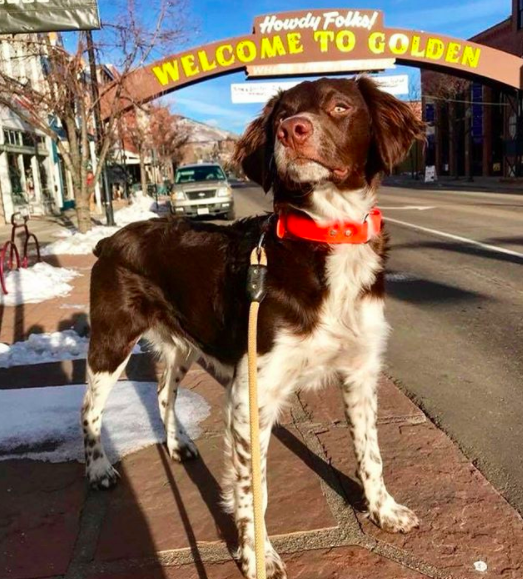 Dog under arch