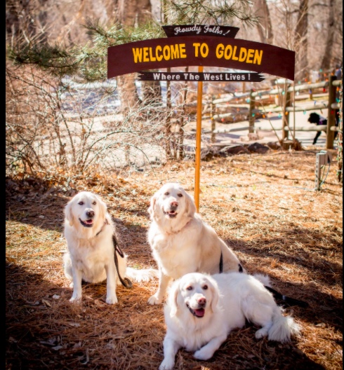 Goldens in Golden 2