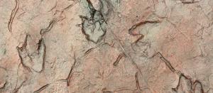Triceratops Fossil