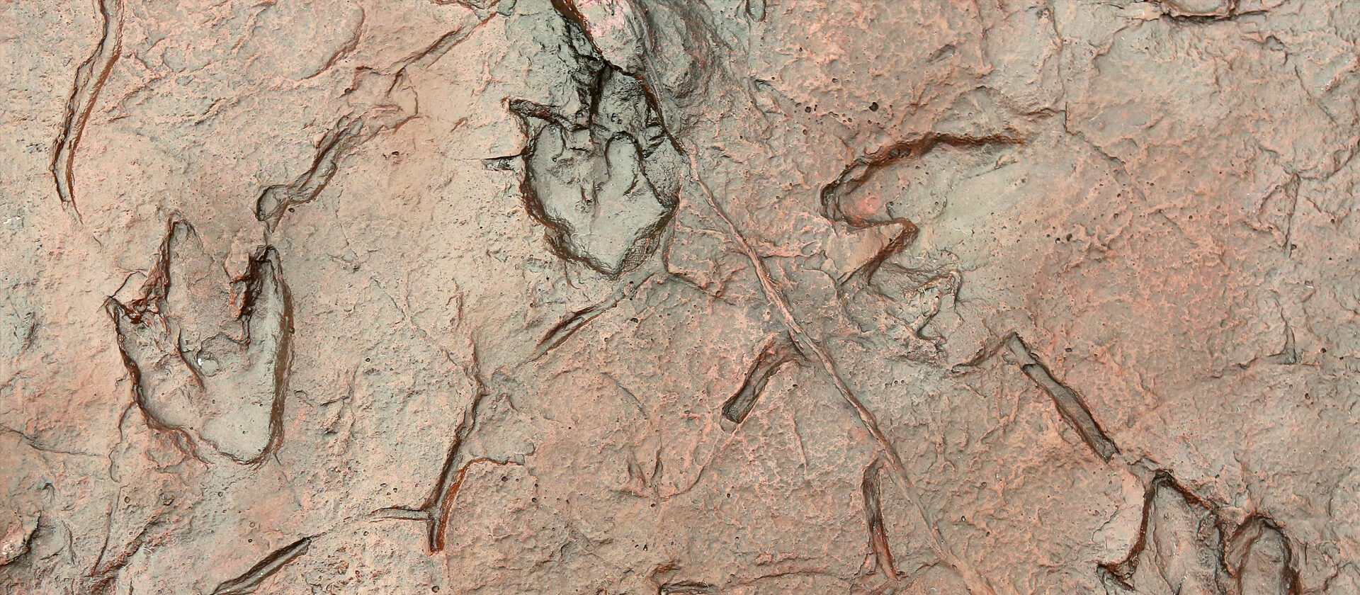 Triceratops Fossil